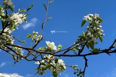 В Иркутске началась прекрасная пора - зацвели деревья