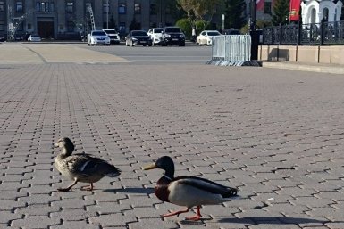 Гуляющую утиную парочку заметили в сквере Кирова в Иркутске