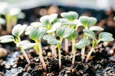 Проклюнулась редиска? Обязательно прореживаю и проветриваю: следую этим правилам - вырастет хрустящей, крупной и сочной