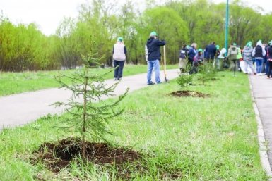 В Иркутске продолжается озеленение: одну из территорий города украсили новые ели