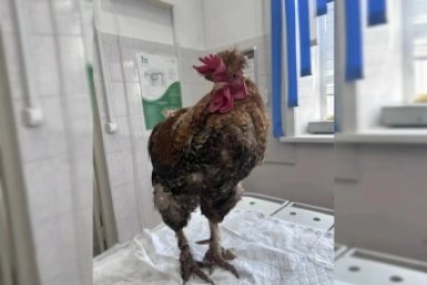 Вместо специализированного кольца у петуха в Зиминском районе был опасный строительный хомут Ассоциация ветеринарии Иркутской области
