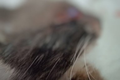 Операцию по удалению глаза у кота впервые провели ветеринары в Жигаловском районе