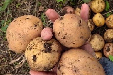 Кладу 2 ложки в лунку — и картофель прет вёдрами: клубни крупные, без проволочника и мелочи