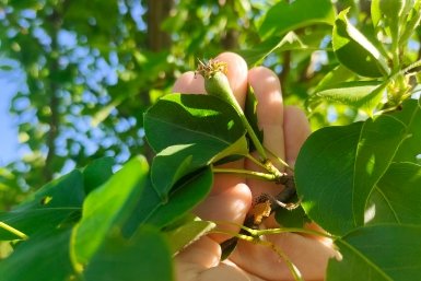 От монилиоза плодовых культур - самое мощное: 2 таблетки - и сад под замком, никаких гнилей весь сезон