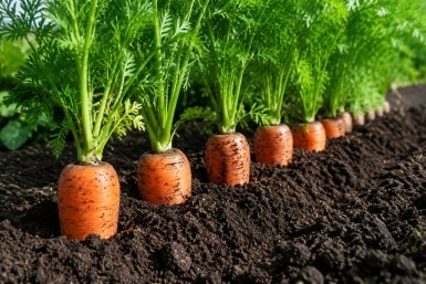 Морковь больше не прореживаю: делаю смесь 1:3 и кидаю по бороздкам — взошла равномерно, как по линейке