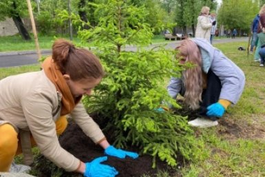 Более 270 саженцев деревьев и кустарников высадили в Иркутске за май 2026 года