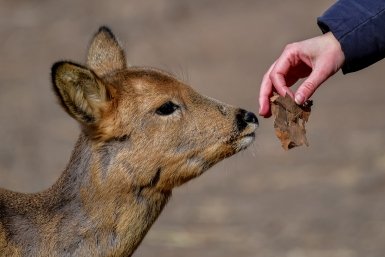 косуля Мария Смитюк, ИА PrimaMedia.ru