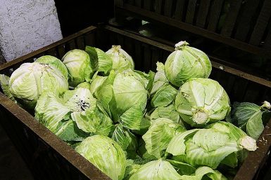2 ударные подкормки для капусты: кочанами завалит весь огород - крупные и сочные