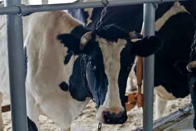 В среднем за сутки одна корова дала 20,2 кг продукции пресс-служба правительства Иркутской области