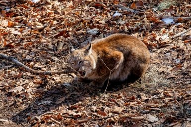 В Братском районе рысь задавила семь кур в сарае у дачницы