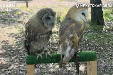 Фотосессии с совами: мэрия Иркутска призвала сообщать о съемках с животными