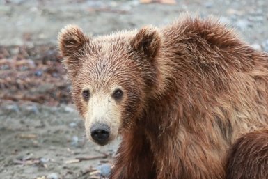 12 случаев выхода медведей к людям зафиксировали в Приангарье за сутки