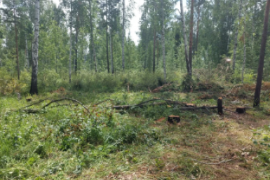 В Приангарье возбудили уголовное дело о незаконной рубке леса в особо крупном размере