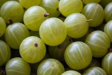 Крыжовнику в августе - важнее воды: 15 граммов на куст - и в следующем сезоне ягоды с грецкий орех, сочные и сладкие