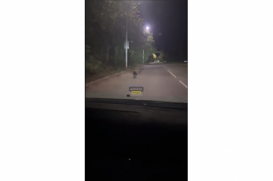 Медвежонка заметили на улицах Ангарска Телеграм-канал (18+) &quotАнгарск Сегодня | Новости Ангарска&quot