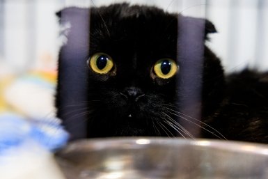 центр УМКА, защитники животных, кот, кошка Евгений  Кулешов, ИА PrimaMedia