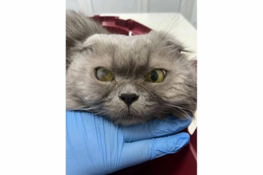 Кота с тяжелым некрозом роговицы глаза прооперировали ветеринары в Иркутске