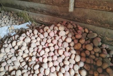 От "Галы" отказалась - нынче погреб завалил другой сорт: с куста по 30 крупных клубней