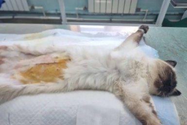 7-летней кошке из Тулуна удалили опухоль после выпадения матки Ассоциация ветеринарии Приангарья