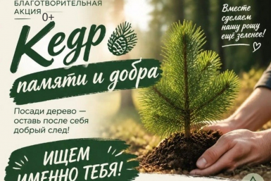 В роще "Молодежная" в Иркутске высадят 40 кедров