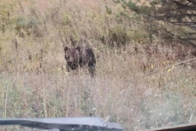 Жители Приангарья поделились фото и видео встречи с медведями за сутки