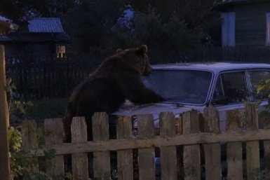 Медведи бесстрашно выходят к домам и трассам в Приангарье - фото и видео за 2 октября