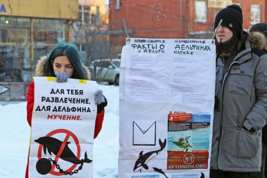 Наглядные "факты" о дельфинах  Мария Оленникова, IrkutskMedia