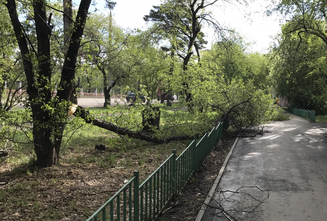 Поваленное дерево