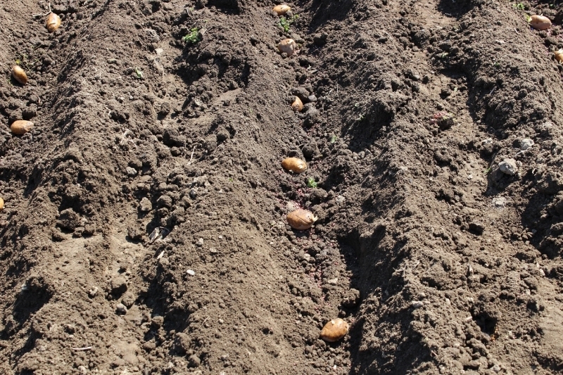 12 мая лучше посвятить посадкам картофеля Лата Людмила Александровна