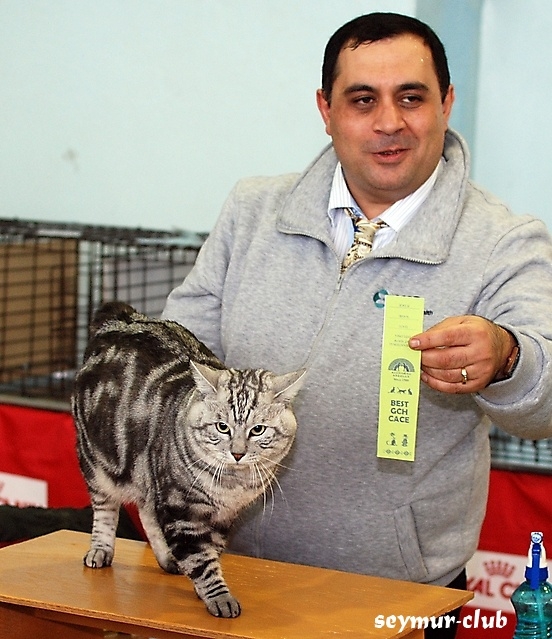 Выставка кошек в Иркутске