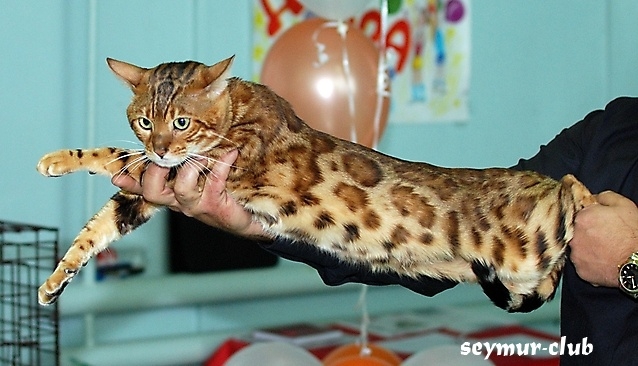 Выставка кошек в Иркутске