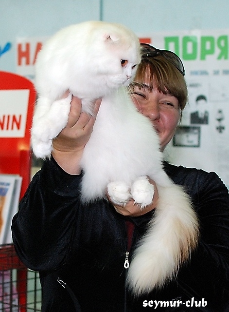 Выставка кошек в Иркутске