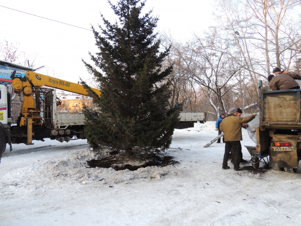 Два хвойных дерева в городских парках уже посажено