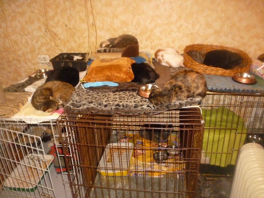 Кошачьи клетки, Фото с места события собственное