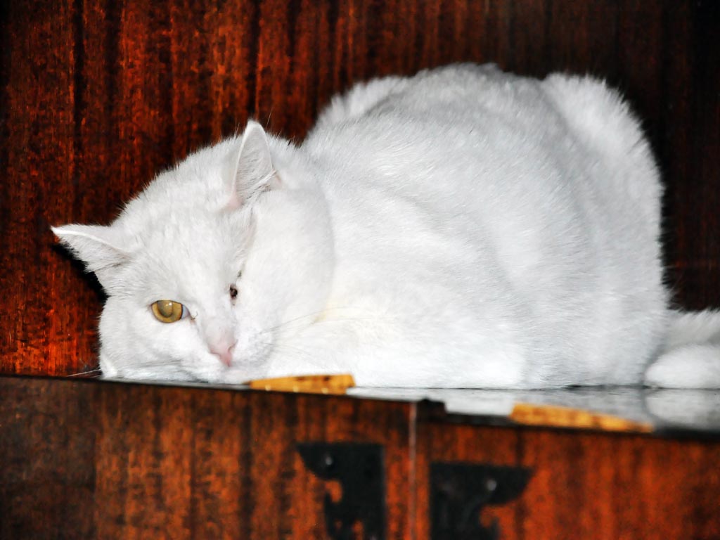 Одноглазый котик, Фото с места события собственное