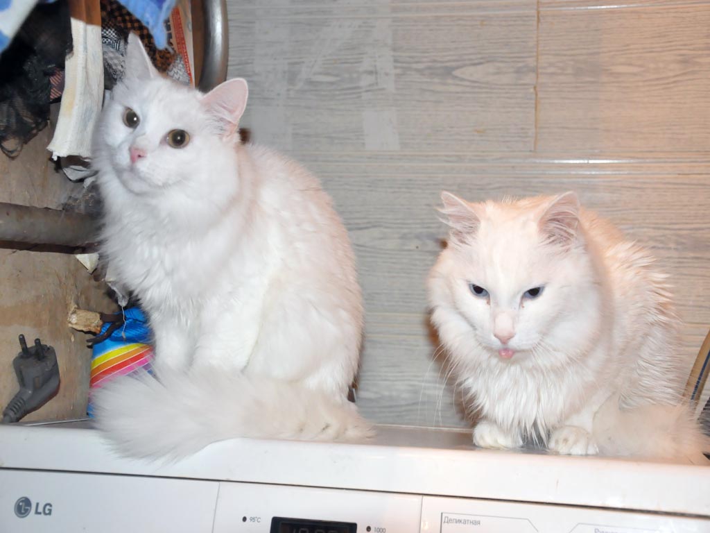 Глухой синеглазый кот Ганс (справа), Фото с места события собственное