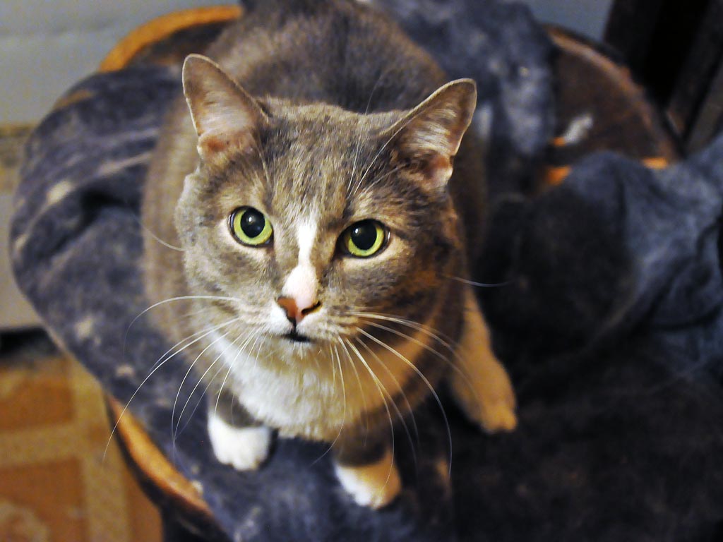 С 1981 года существует пансионат "Белая кошка" в Иркутске, Фото с места события собственное