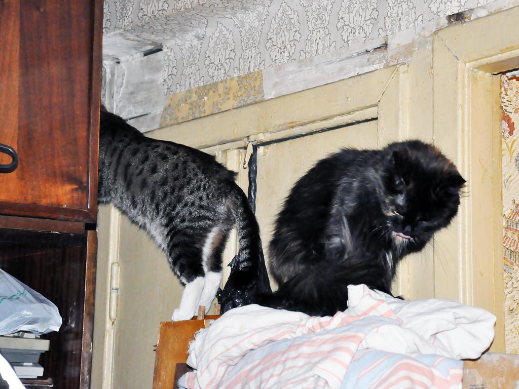 С 1981 года существует пансионат "Белая кошка" в Иркутске, Фото с места события собственное