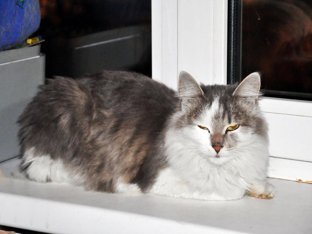 Судя по всему, кошка довольна собой и окружающими, Фото с места события собственное