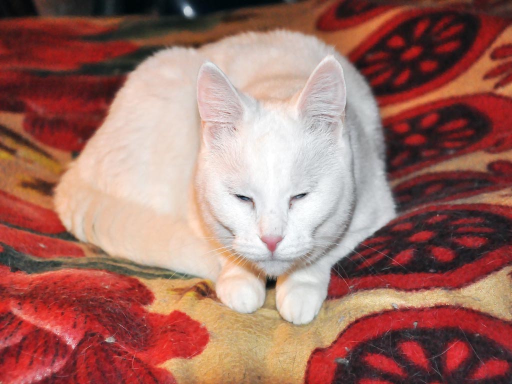 Похожий на кролика кот, Фото с места события собственное