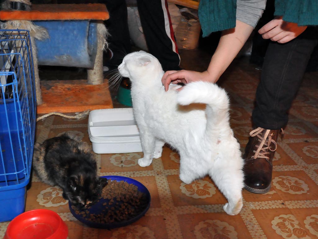 Котик Сильвер - талисман пансионата, Фото с места события собственное