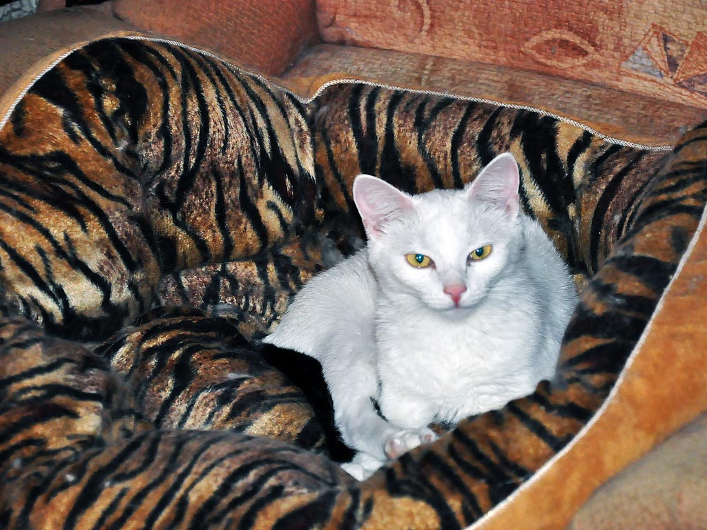 Белая кошка с черным хвостом по имени Енотка, Фото с места события собственное