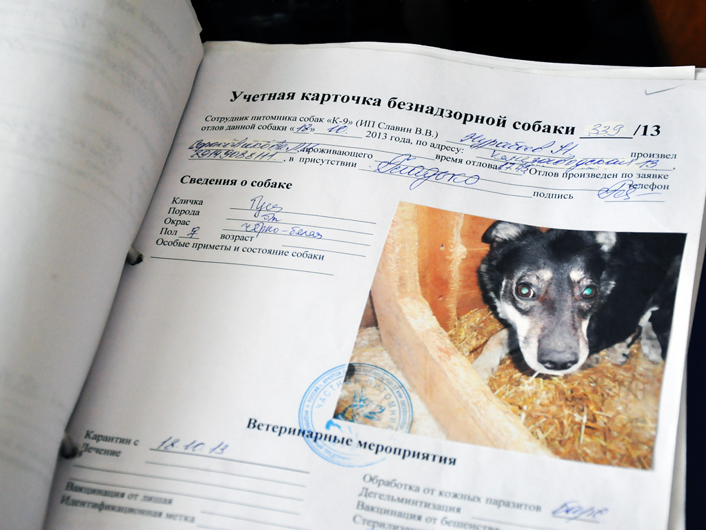 Приют и питомник К-9, Фото с места события собственное