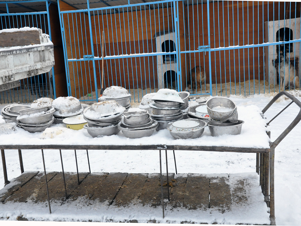 Миски для кормежки, Фото с места события собственное
