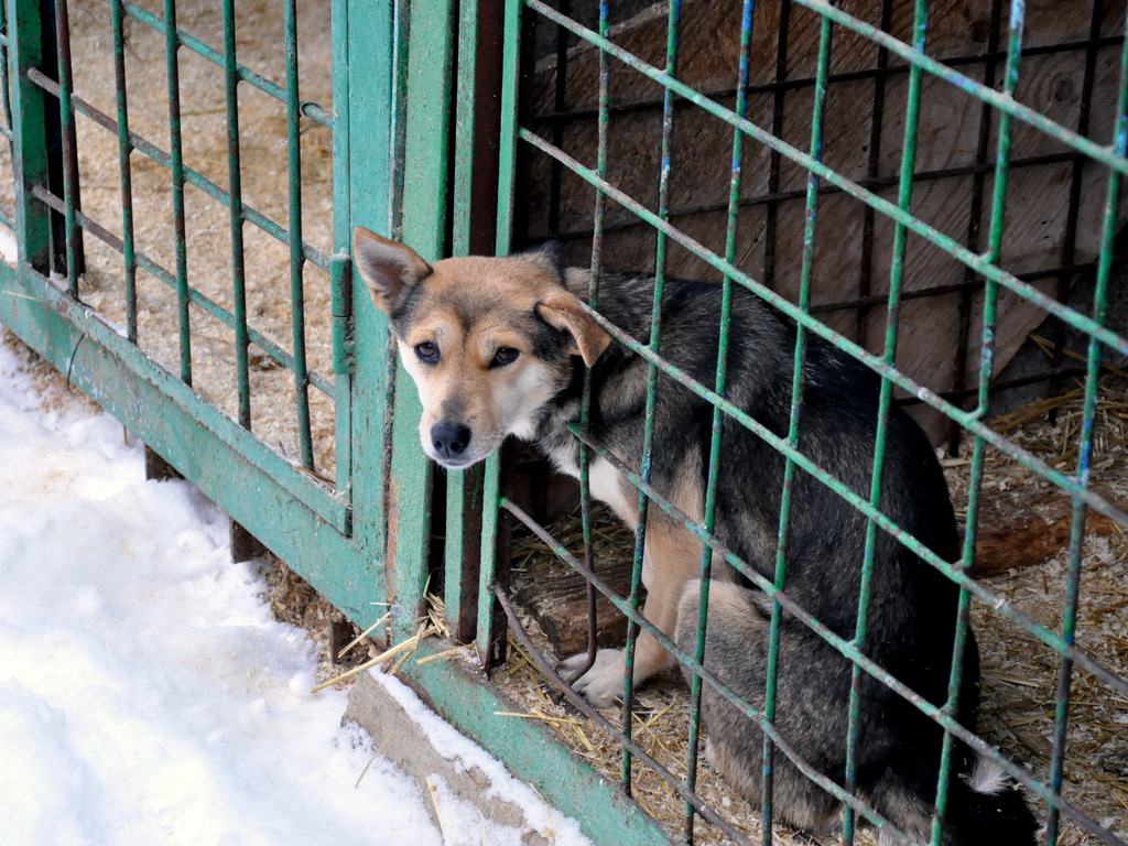 Приют и питомник К-9, Фото с места события собственное