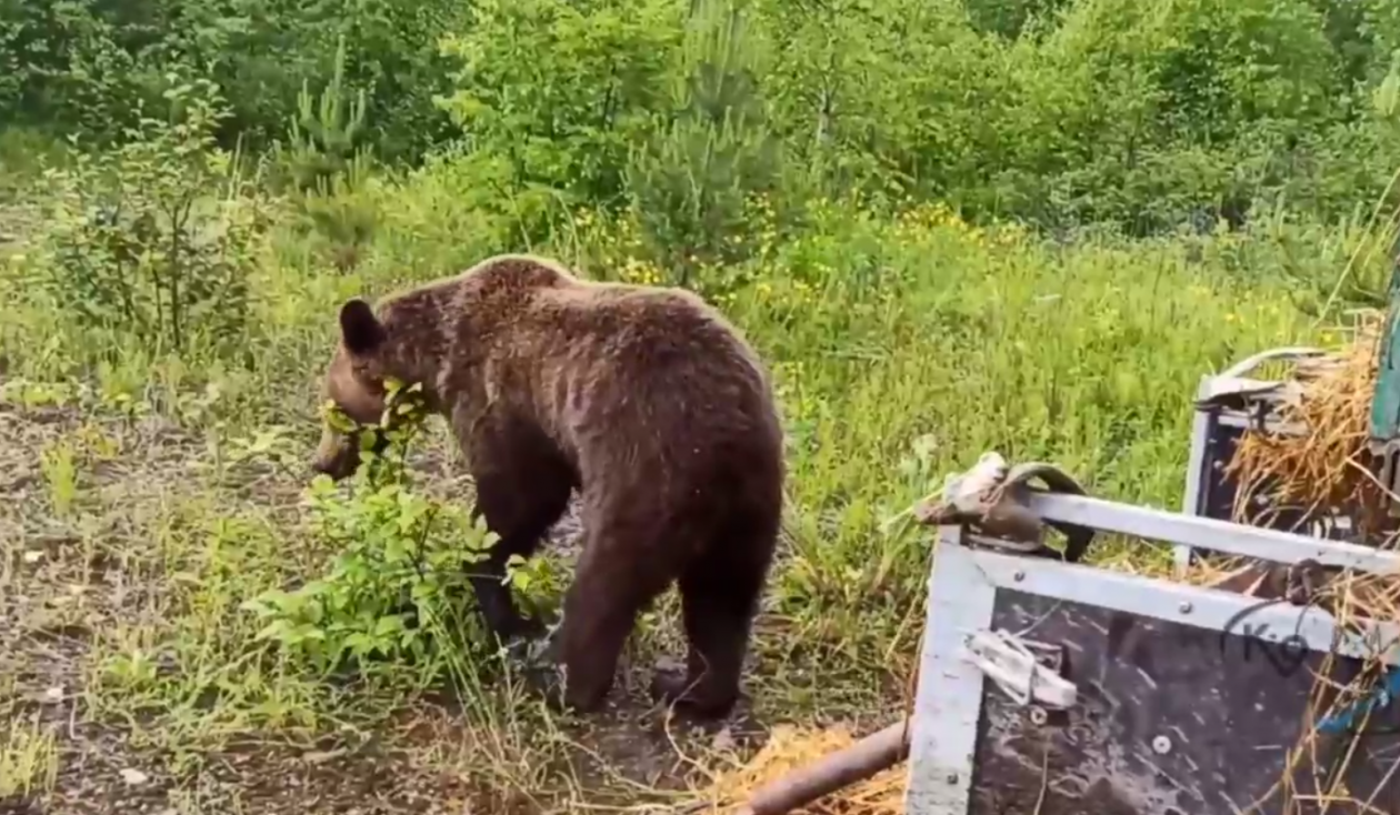 Медведь Скриншот видео из тг-канала (18+) питомника &quotК-9&quot