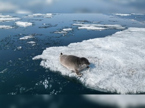 Нерпа Байкальский музей СО РАН