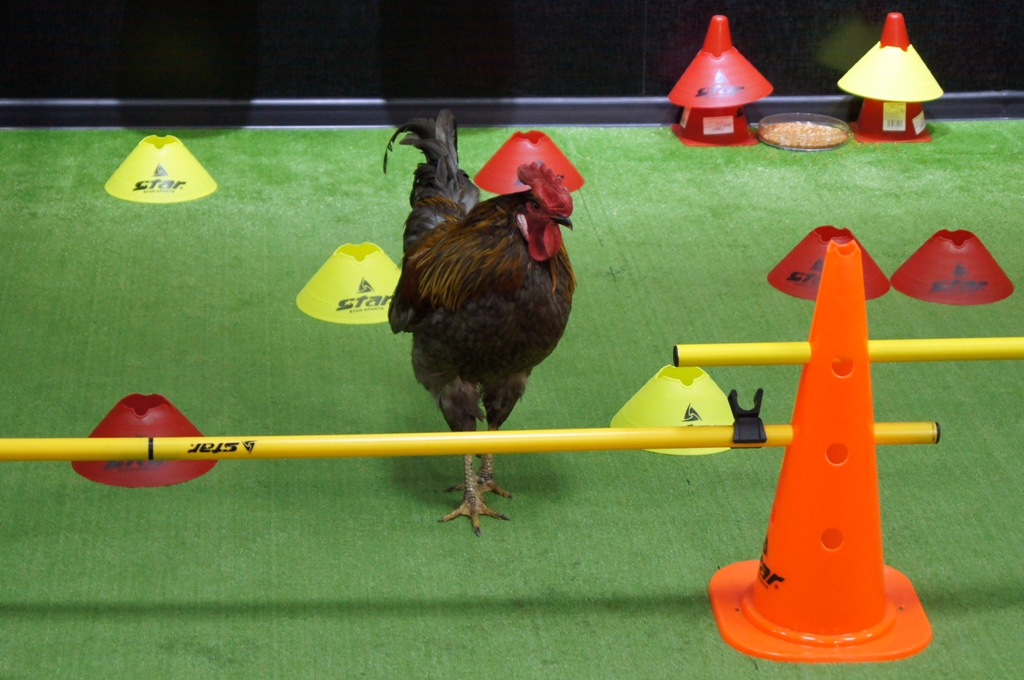 Петух выбежал на середину поля, Фото с места события собственное