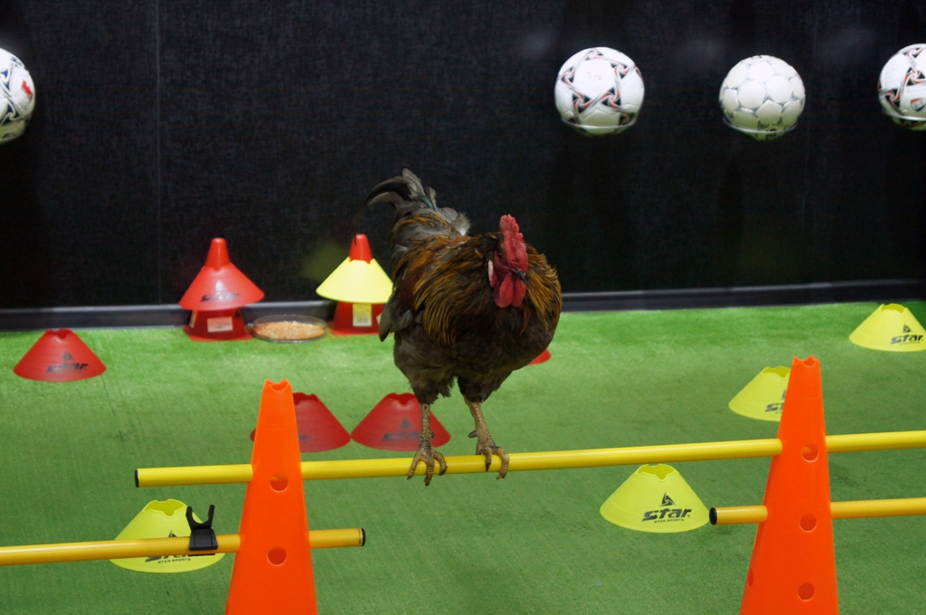 Мессинг на перекладине, Фото с места события собственное