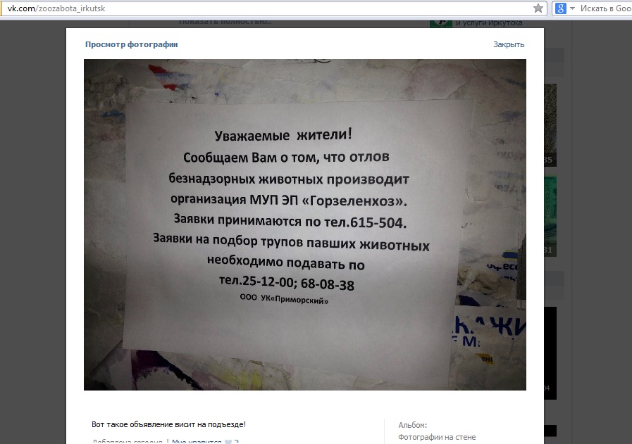 На горячую линию по отлову животных не смогли дозвониться депутаты Думы Иркутска, Фото с места события из других источников